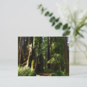 Carte Les séquoias et les fougères du parc national Redw (Debout devant)