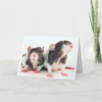Les vraies femmes possèdent des rats !