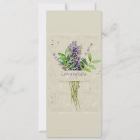 Levandula spica l
