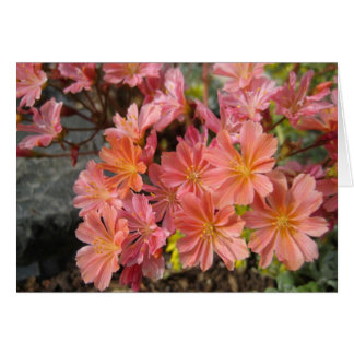 Carte Lewisia