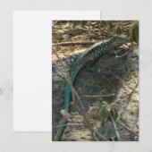 Carte Lézard à queue fouettée d'Aruba Photographie d'ani (Devant / Derrière)