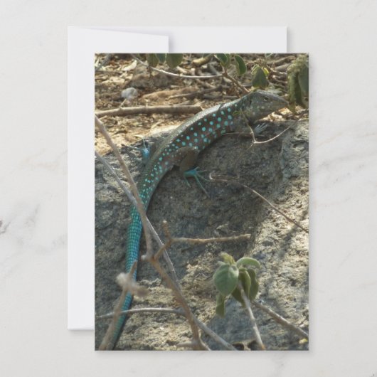 Carte Lézard à queue fouettée d'Aruba Photographie d'ani (Devant)