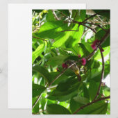 Carte L'heure du déjeuner à l'arbre (Devant / Derrière)