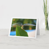 Carte Libellule sur feuille verte (Devant)