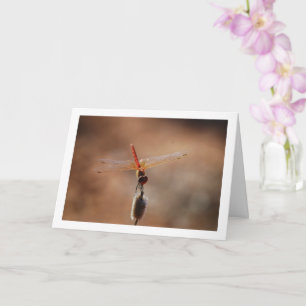 Carte Libellule Trithemis kirbyi