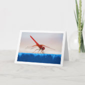 Carte Libellule Trithemis kirbyi (Devant)