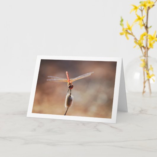 Carte Libellule Trithemis kirbyi (Fleur jaune)