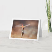 Carte Libellule Trithemis kirbyi (Devant)