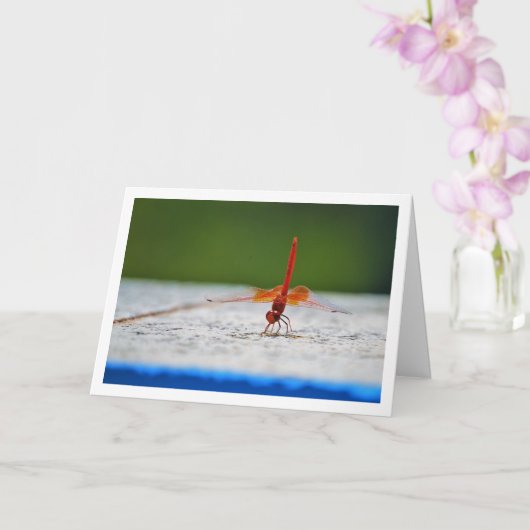 Carte Libellule Trithemis kirbyi (Orchidée)