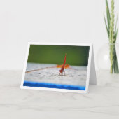 Carte Libellule Trithemis kirbyi (Devant)