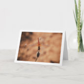 Carte Libellule Trithemis kirbyi (Devant)