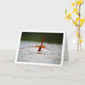 Carte Libellule Trithemis kirbyi (Fleur jaune)