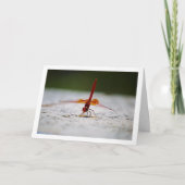 Carte Libellule Trithemis kirbyi (Devant)