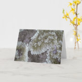 Carte Lichen (Fleur jaune)