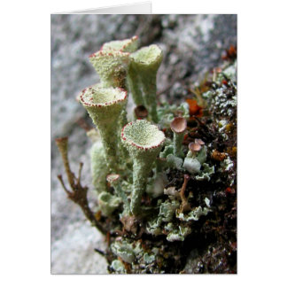 Carte Lichens