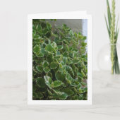 Carte Lierre de Suède à bordure blanche, Spurflower (Devant)