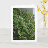 Carte Lierre suédois à bordure blanche, Spurflower (Fleur jaune)