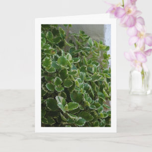 Carte Lierre suédois à bordure blanche, Spurflower