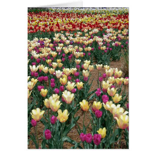 carte - Lignes de tulipes multicolores (Devant)