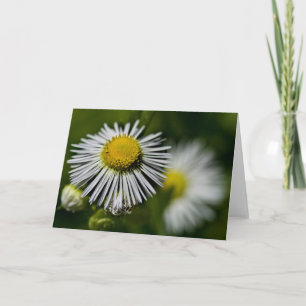 Carte Li'l Daisies