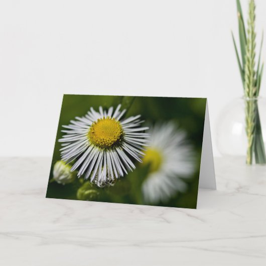 Carte Li'l Daisies (Devant)
