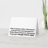 Carte Lilac Breasted Roller (Dos)