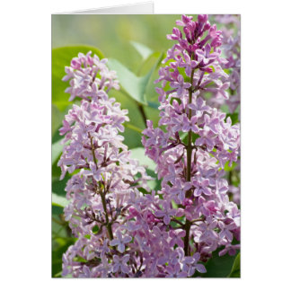 Carte Lilac P5390