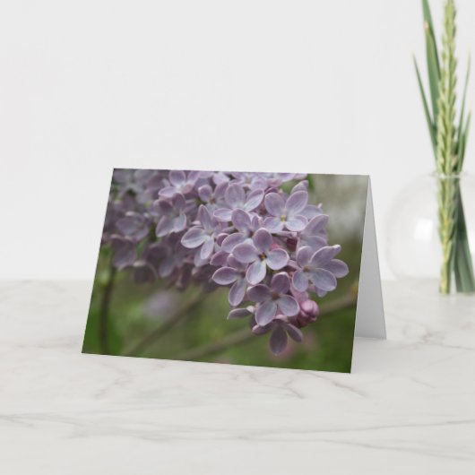 Carte Lilac (Syringa spp.) (Devant)