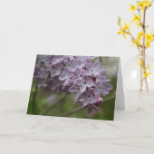 Carte Lilac (Syringa spp.) (Fleur jaune)