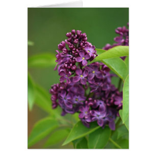Carte Lilac violet