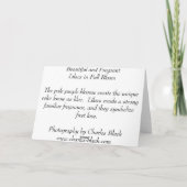 Carte Lilas en pleine floraison (Dos)