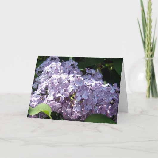 Carte Lilas en pleine floraison (Devant)