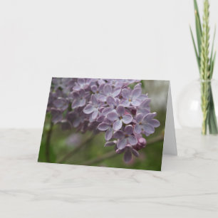 Carte Lilas (Syringa spp.)