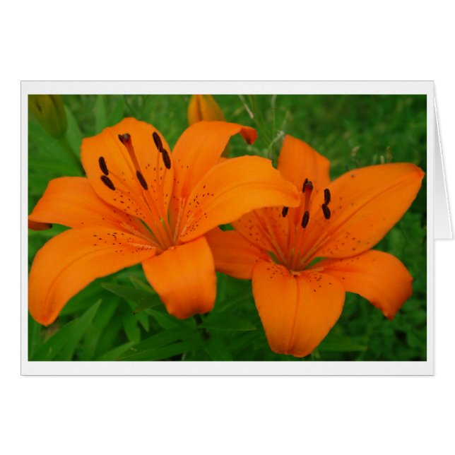Carte Lilies (Devant horizontal)