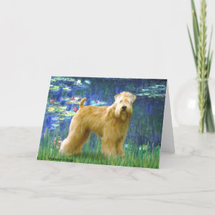 Carte Lilies 5 - Wheaten Terrier (debout)