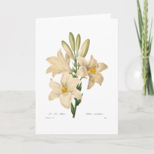 Carte Lilium candidum (Devant)