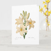 Carte Lilium candidum (Fleur jaune)