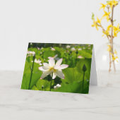 Carte Lily à Los Poblanos (Fleur jaune)
