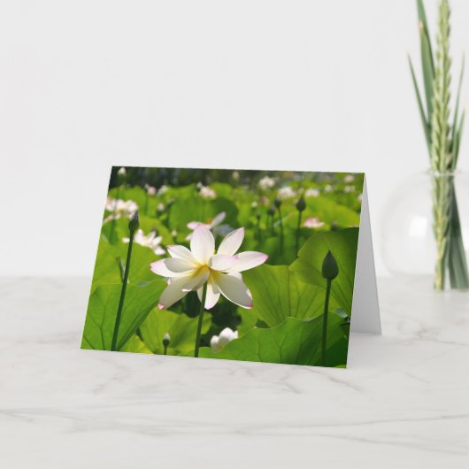 Carte Lily à Los Poblanos (Devant)
