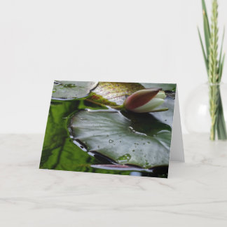 Carte Lily About to Bloom Greeting Card