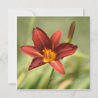 Carte Lily africaine