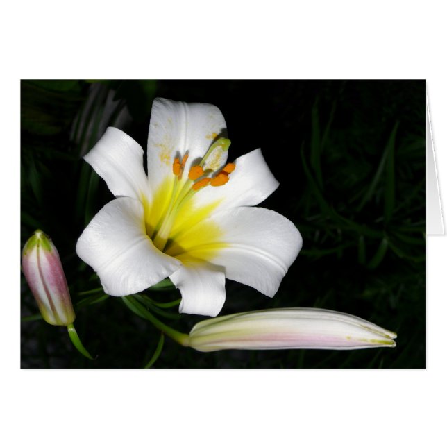 Carte Lily blanche (Devant horizontal)