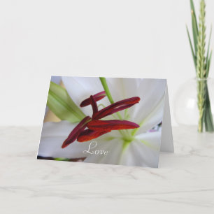Carte Lily blanche, fleur.