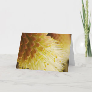 Carte Lily de la torche radieuse