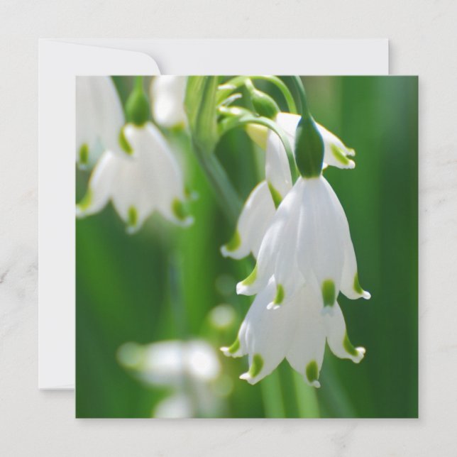 Carte Lily de neige (Devant)