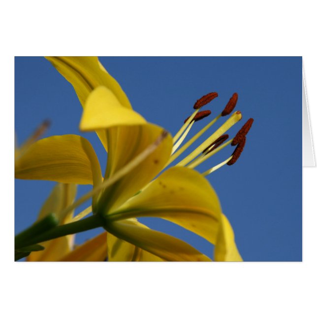 Carte Lily jaune (Devant horizontal)