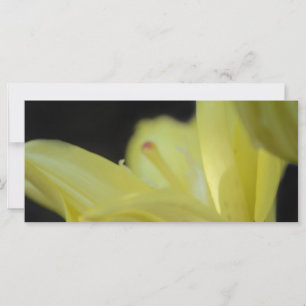 Carte Lily jaune par Shirley Taylor