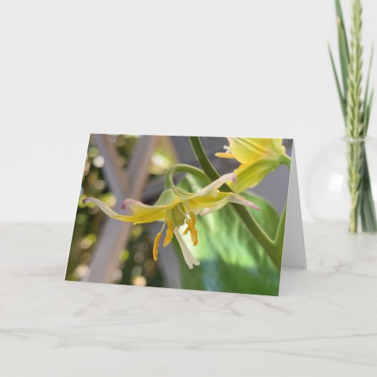Carte Lily jaune vierge (Devant)