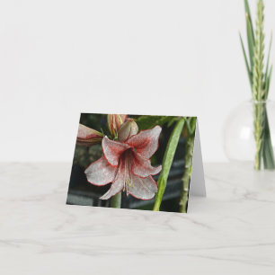 Carte Lily Rouge Et Blanc