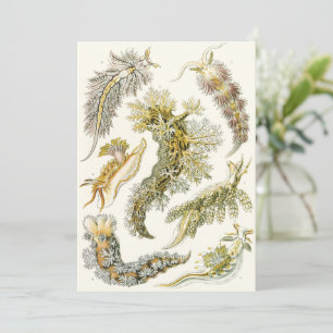 Carte Limaces de mer, escargots par Ernst Haeckel, Anima